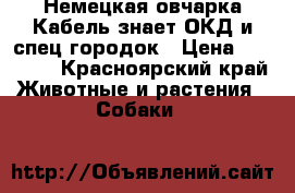 Немецкая овчарка.Кабель,знает ОКД и спец.городок › Цена ­ 10 000 - Красноярский край Животные и растения » Собаки   